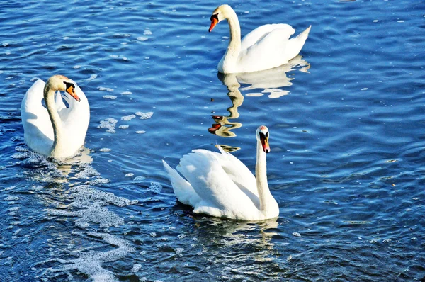 Swans trio. Water. — Stock Photo, Image