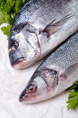 Ham dorado ve levrek