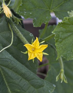 Salatalık büyüyen