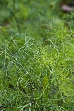 Dill.