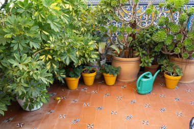 Dekoratif fayansları ve yeşil sulama kabı olan güzel bir avluda yetişen çeşitli saksı bitkileri.