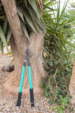 Lopper bahçe aracı bir ağaç gövdesine karşı dinleniyor, budama görevleri için hazır