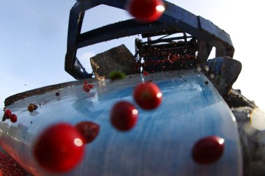 Taşıyıcı bantta toplanan kızılcıklar