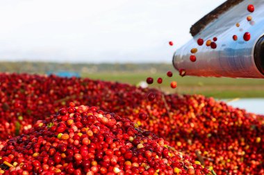 Taşıyıcı bantta toplanan kızılcıklar