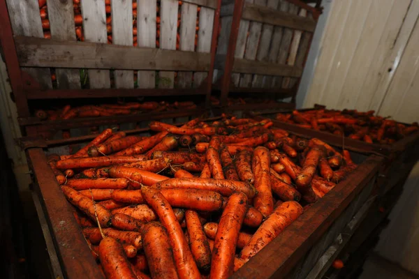 Carrots in boxes stacked in vegetable storage