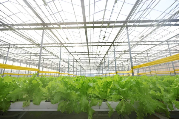 Green lettuce beds in the greenhouse