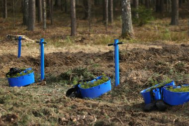 Ormanın iyi havasında çam filizleri dikiyorum.