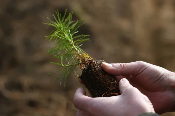 Feche Mãos Homem Segurando Rebento Abeto Floresta — Fotografia de Stock