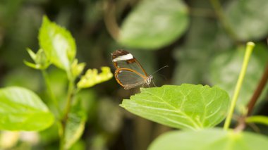 Glasswinged kelebek 