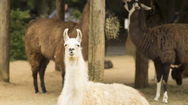 Alpaka evcil bir tür