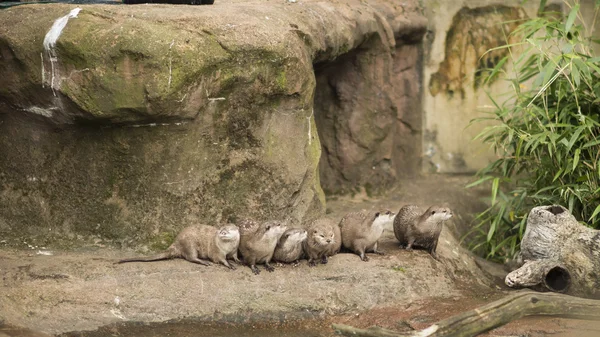 Roofzuchtige rivierotters — Stockfoto