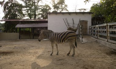 padok içinde büyük bir zebra