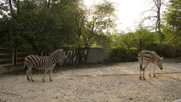 Ein großes Zebra im Fahrerlager — Stockfoto