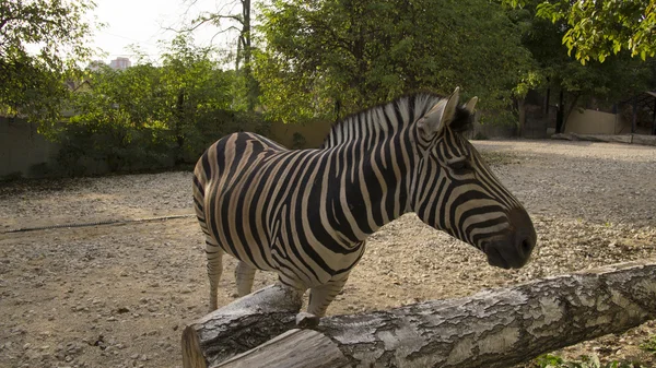 Ein großes Zebra im Fahrerlager — Stockfoto
