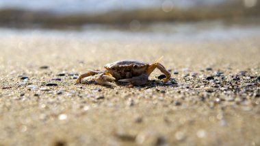 Sahilde küçük bir yengeç