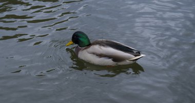 Göle gri duck(drake)