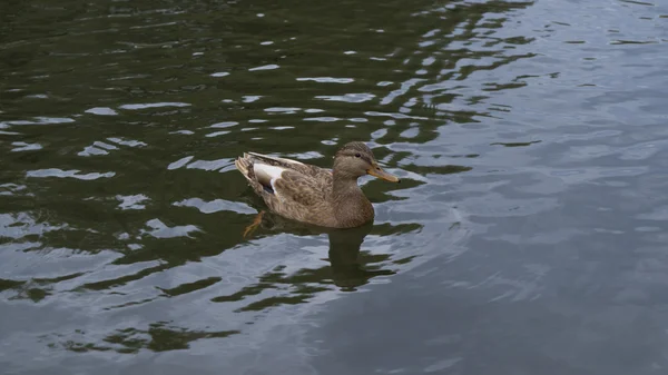 Pato gris en el lago — Foto de Stock