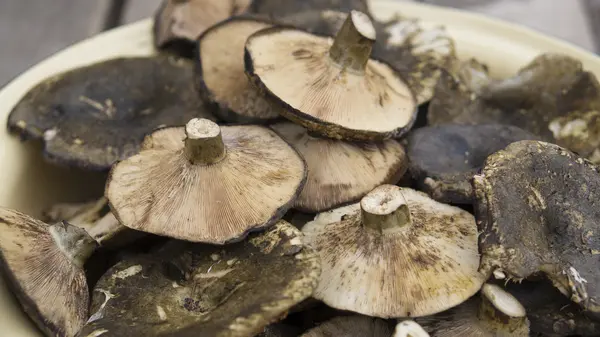 Cogumelos em uma tigela — Fotografia de Stock