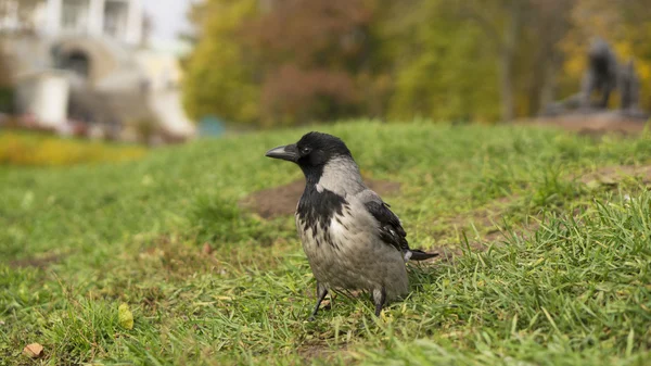 A big forty on the grass — Stok fotoğraf