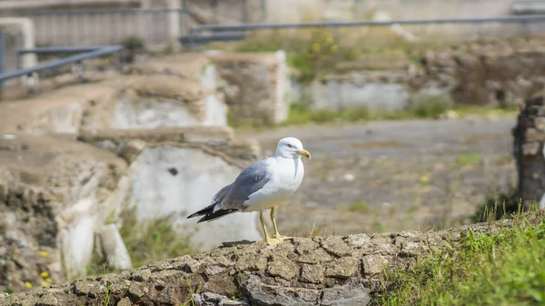 Une grosse mouette reposant sur des rochers — Photo