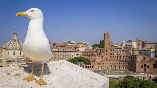 White seagull on a background of Rome city — Stock Photo, Image