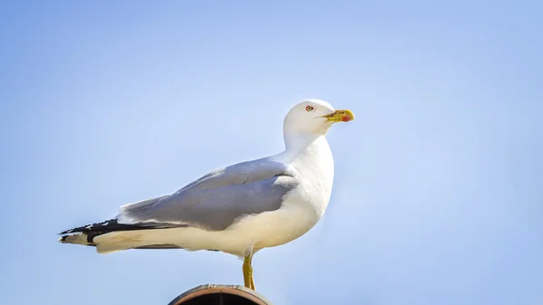 Une grosse mouette blanche — Photo