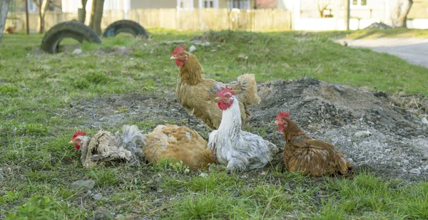 Csirkék fürödni a porba — Stock Fotó