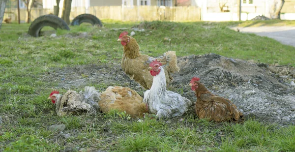 Kippen Neem een bad in as — Stockfoto