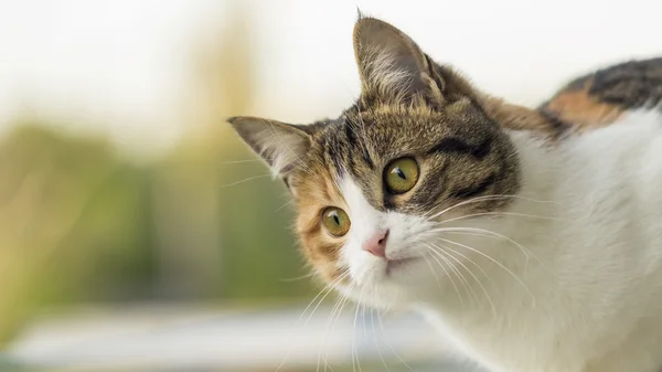 Young cat looking at something  with surprise