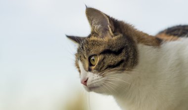 Genç kedi bir şeye dikkat ile seyir