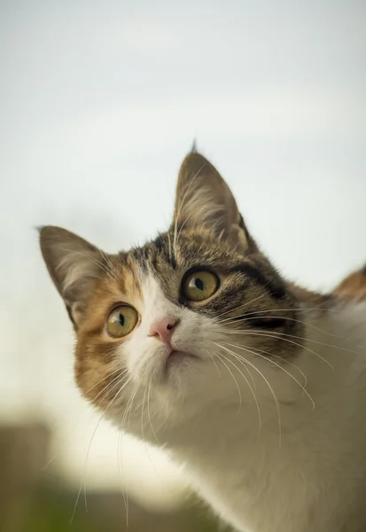 Genç kedi bir şeye dikkat ile seyir