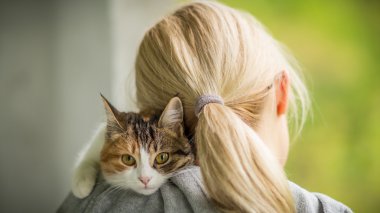 Metresi bakım elinde genç bir kedi