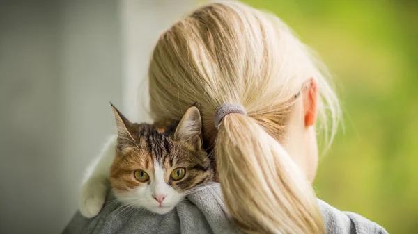 Een jonge kat in de zorgzame handen van de Meesteres — Stockfoto