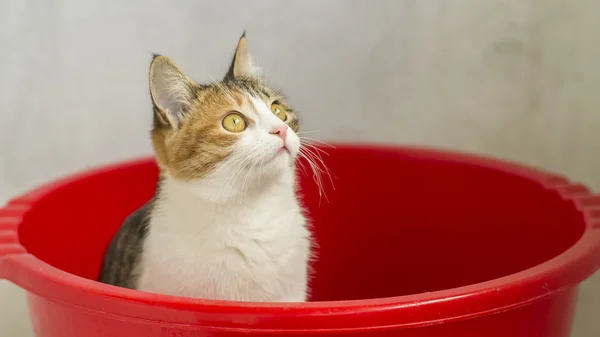 Een jonge kat zitten in een rode bekken en op zoek naar iets met aandacht — Stockfoto