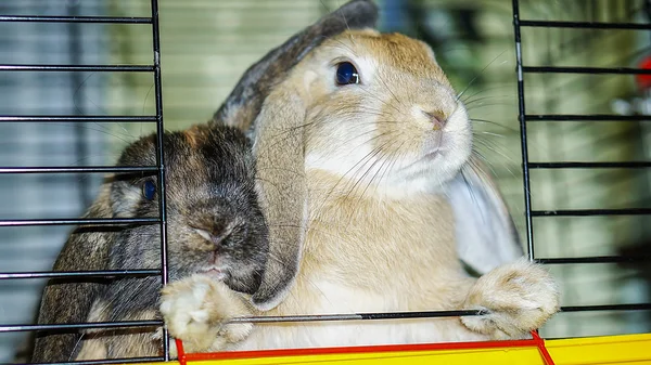 Due conigli che guardano fuori dalla cella — Foto Stock