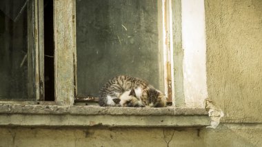 Küçük sokak kedi yavrusu kirli