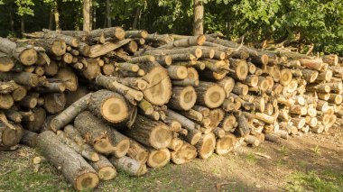 Boyutlanmış günlükleri