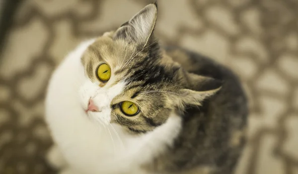 kedi gözleri