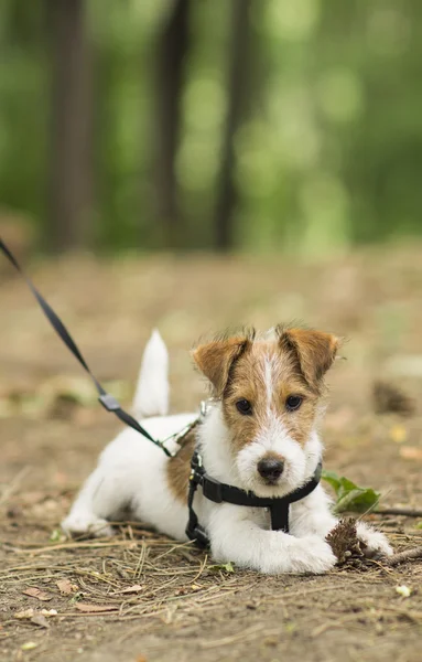 Een kleine huisdier foxterrier — Stockfoto