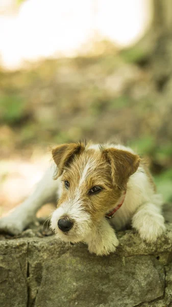 Küçük bir evde beslenen hayvan foxterrier — Stok fotoğraf