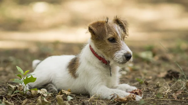 Küçük bir evde beslenen hayvan foxterrier