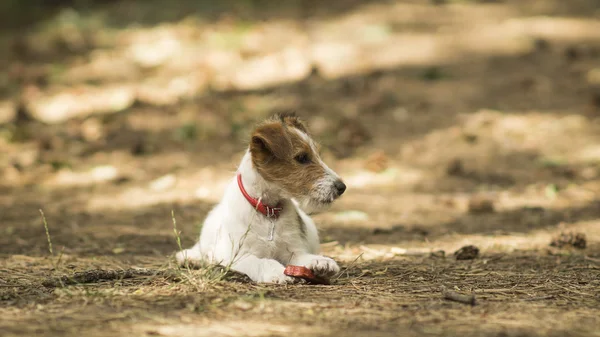 Een kleine huisdier foxterrier — Stockfoto