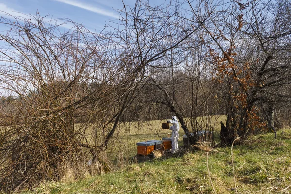Beekeeper at work