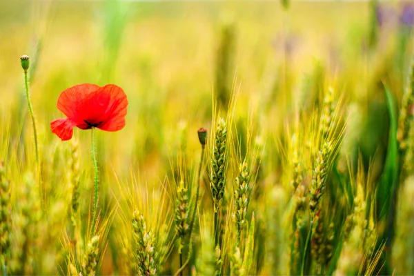 Flower of poppy — Stock Photo, Image