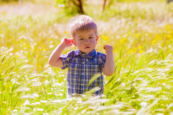 Menino no campo de verão — Fotografia de Stock