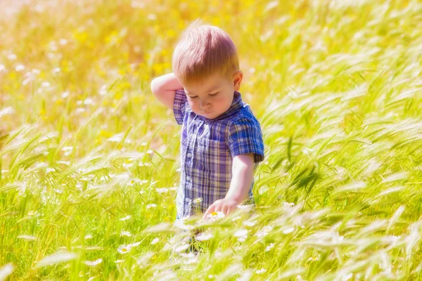 Little boy on summer field — Stock Photo, Image