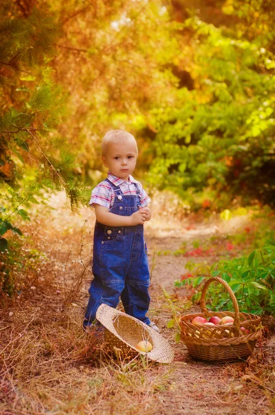 Kleiner Junge mit einem Korb voller Äpfel im Herbst — Stockfoto