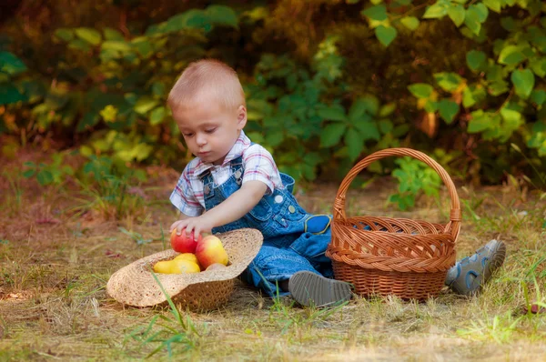 Маленький мальчик с корзиной яблок и груш осенью — стоковое фото