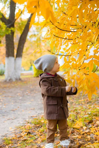 Маленький Милый Мальчик Осеннем Пальто Кепке Играет Осеннем Парке Желтыми — стоковое фото