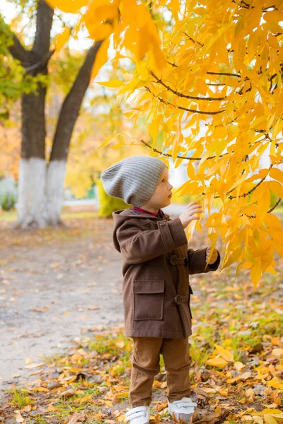 Sonbahar Parkında Sarı Yapraklarla Oynayan Sonbahar Montu Şapkalı Şirin Çocuk — Stok fotoğraf